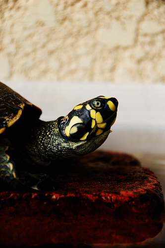 box turtle macro shot of green and yellow turtle tortoise
